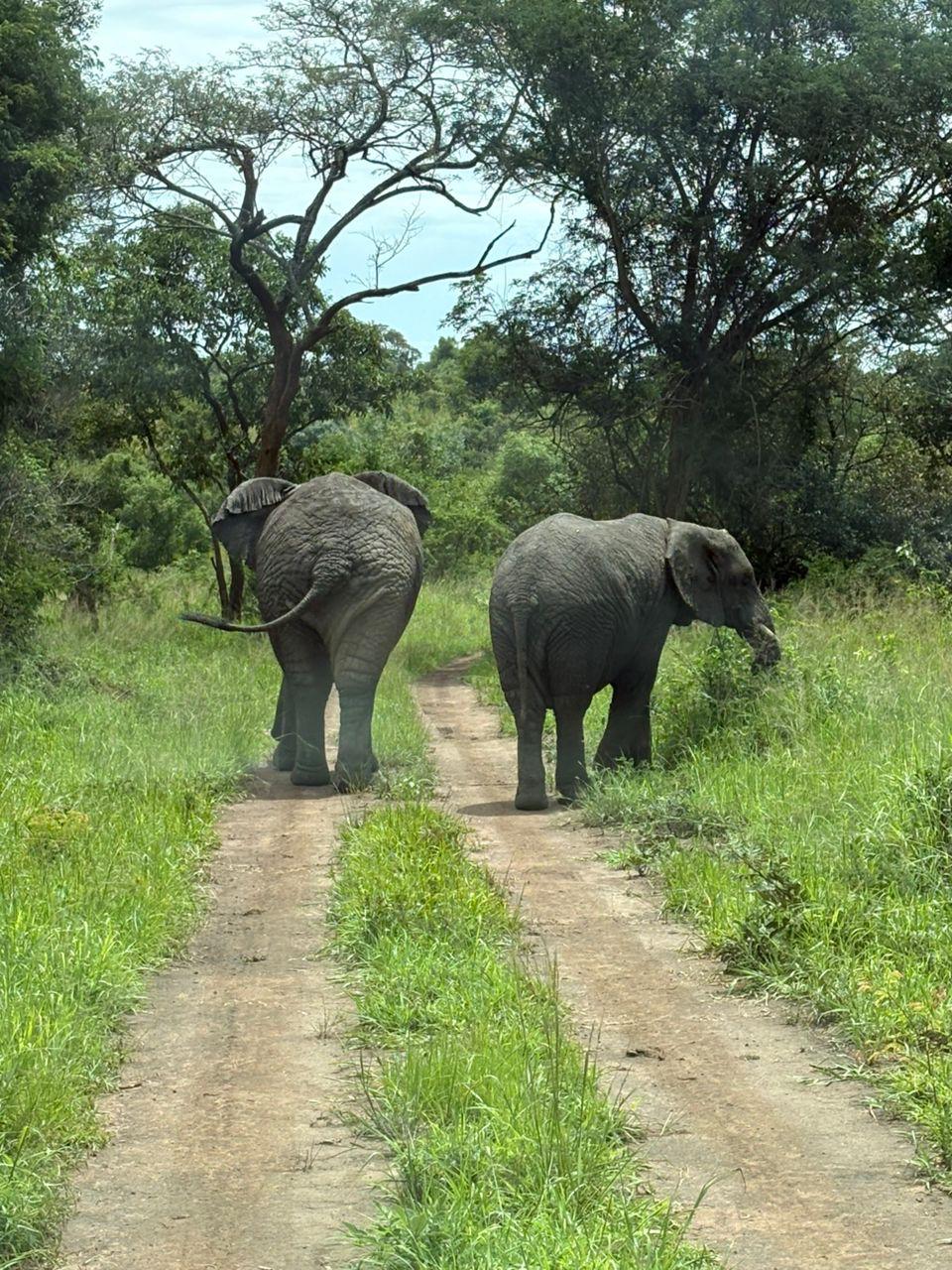 3 Days Murchison Falls Safari — 3-day safari in Uganda: Short, punchy Uganda safari.