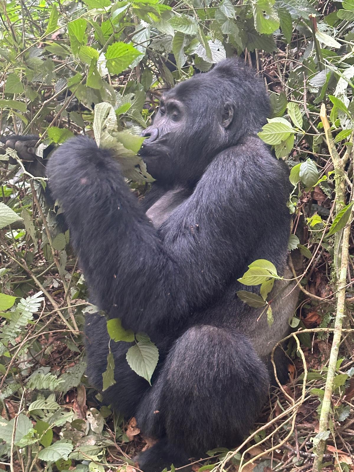 4 Days Rwanda Gorillas and Golden Monkey Discovery — 4-day safari in Rwanda: Two primate encounters in four days at the foot of the Virunga volcanoes.