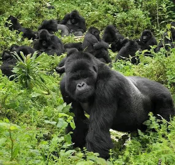 4 Days Rwanda Luxury Tour — 4-day safari in Rwanda: Boutique lodges, private guiding, gorilla trekking.